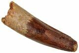 Fossil Spinosaurus Tooth - Real Dinosaur Tooth #329658-1